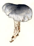 Tricholoma Saponaceum1