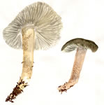 Tricholoma Saponaceum2
