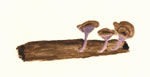 Trogia Cantharelloides