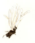 Clavaria Vermicularis