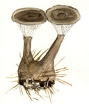 Clitocybe Clavipes