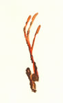 Cordyceps Sp