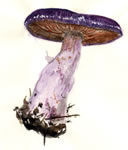 Cortinarius Alboviolaceus