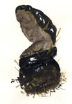 Ganoderma Tsugae