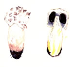 Longula Texensis2