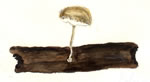 Polyporus Tricholoma
