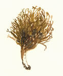 Ramaria Myceliosa