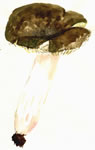 Russula Alutacea1