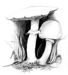 Horse Mushroom -- Click for larger image