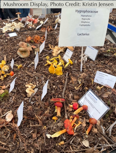 Another Mushroom Display