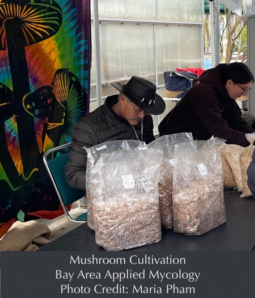 Mushroom Cultivation, Bay Area Applied Mycology