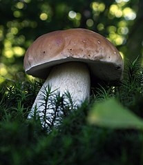 Boletus edulis in Polish forest