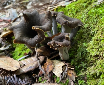 Black trumpet mushrooms in the wild