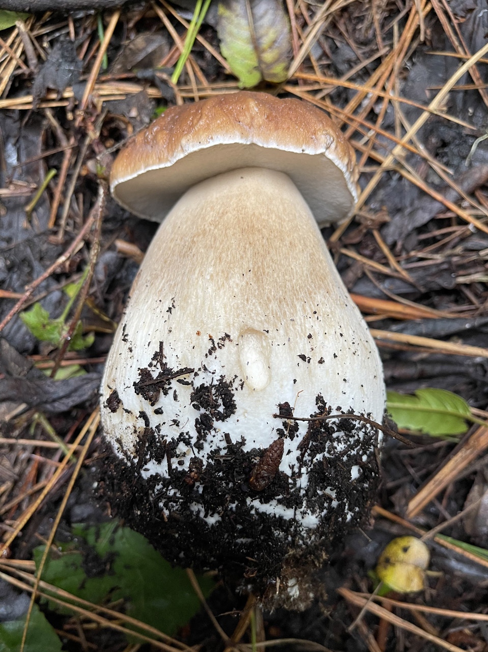 A picture containing fungus, grass, outdoorDescription automatically generated