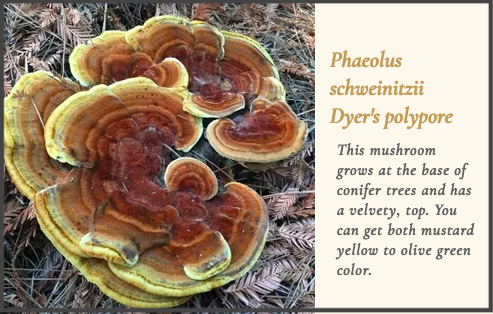 Dyer's Polypore