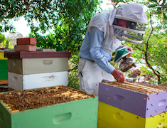 Paul with bees