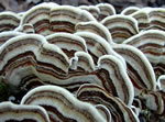 3rd-Trametes(Mike Paquet)