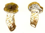 Tricholoma Aurantium