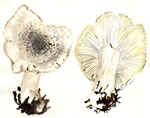 Tricholoma Pardinum