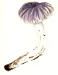 Tricholoma Portentosum
