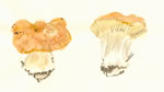 Camarophyllus Pratensis