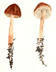Collybia Oregonensis