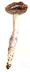 Cortinarius Cylindripes