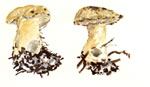 Leucopaxillus Albissimus2