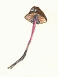 Marasmius Plicatulus2