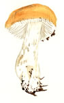 Russula Foetens