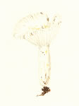 Russula Perlactia