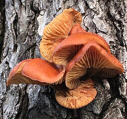 Flammulina velutipes