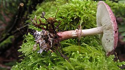 Lepiota roseolivida