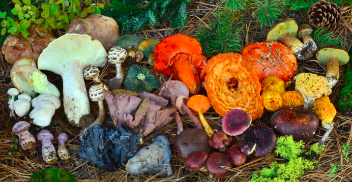 Northwest fungi