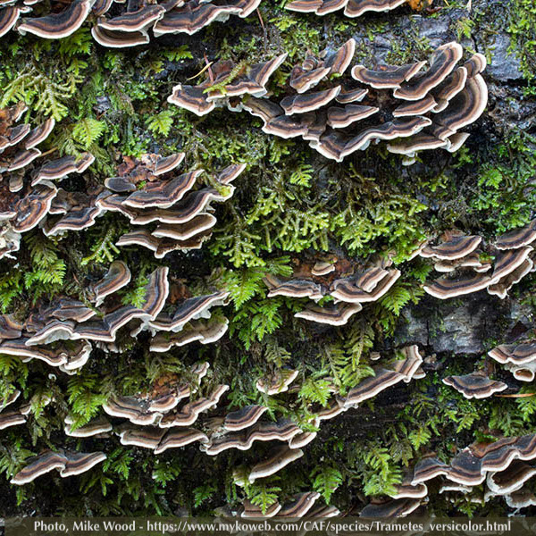 Trametes versicolor