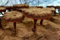 Reishi Mushroom Spores