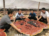 Giant Reishi mushroom