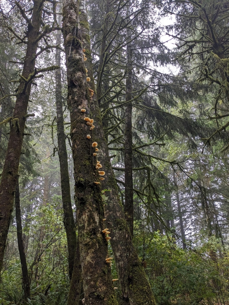 trees