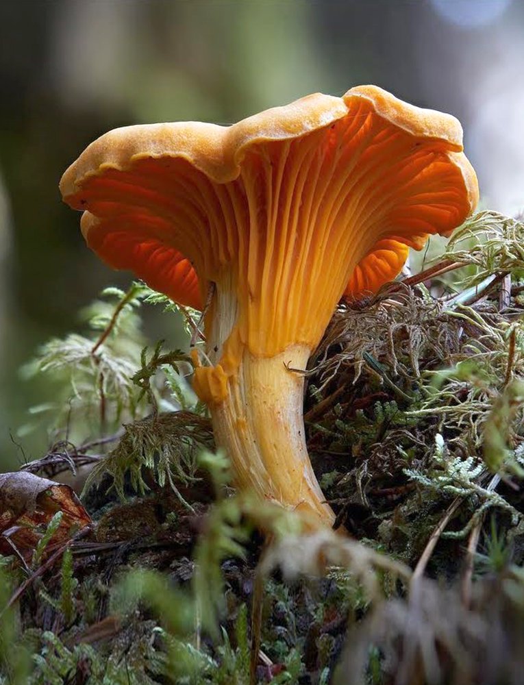 Chanterelle Photo by Laura Stack